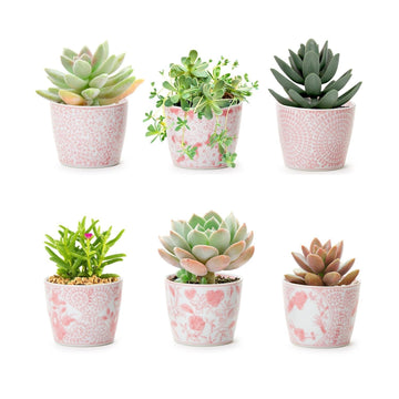 Planters